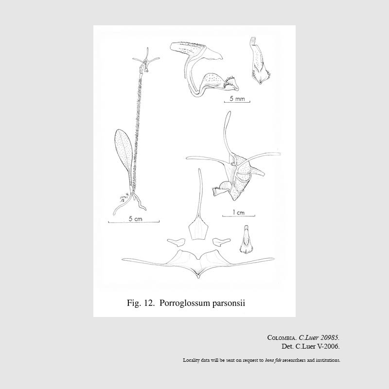 Porroglossum parsonsii